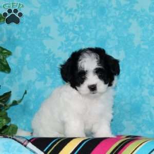 Jenny, Maltipoo Puppy